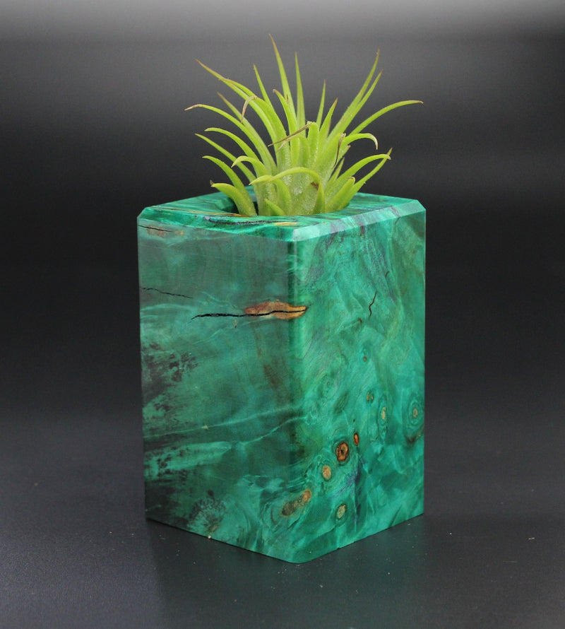 Wood Burl  Air Plant Holder - Wendy (Wood Burl, 701300)