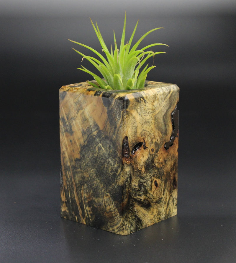 Wood Burl  Air Plant Holder - Lisa (Wood Burl, 701301)