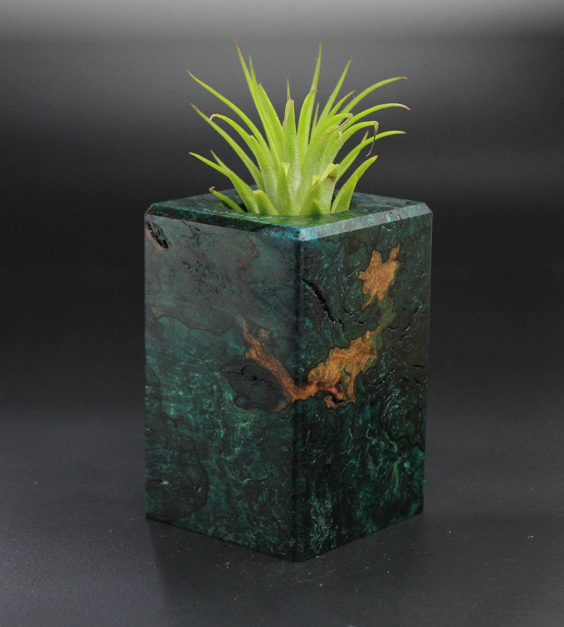 Wood Burl  Air Plant Holder - Rylie (Wood Burl, 701302)