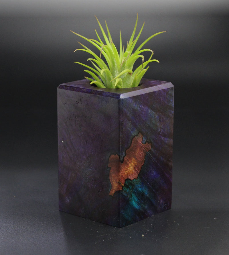 Wood Burl  Air Plant Holder - Junior (Wood Burl, 701304)