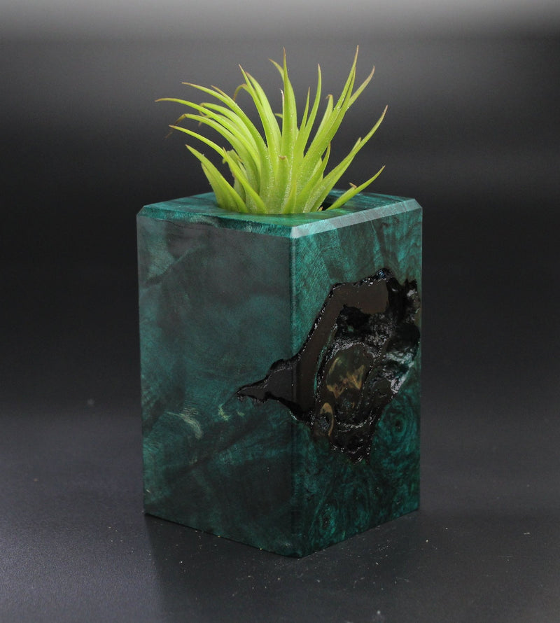 Wood Burl  Air Plant Holder - Ty (Wood Burl, 701307)