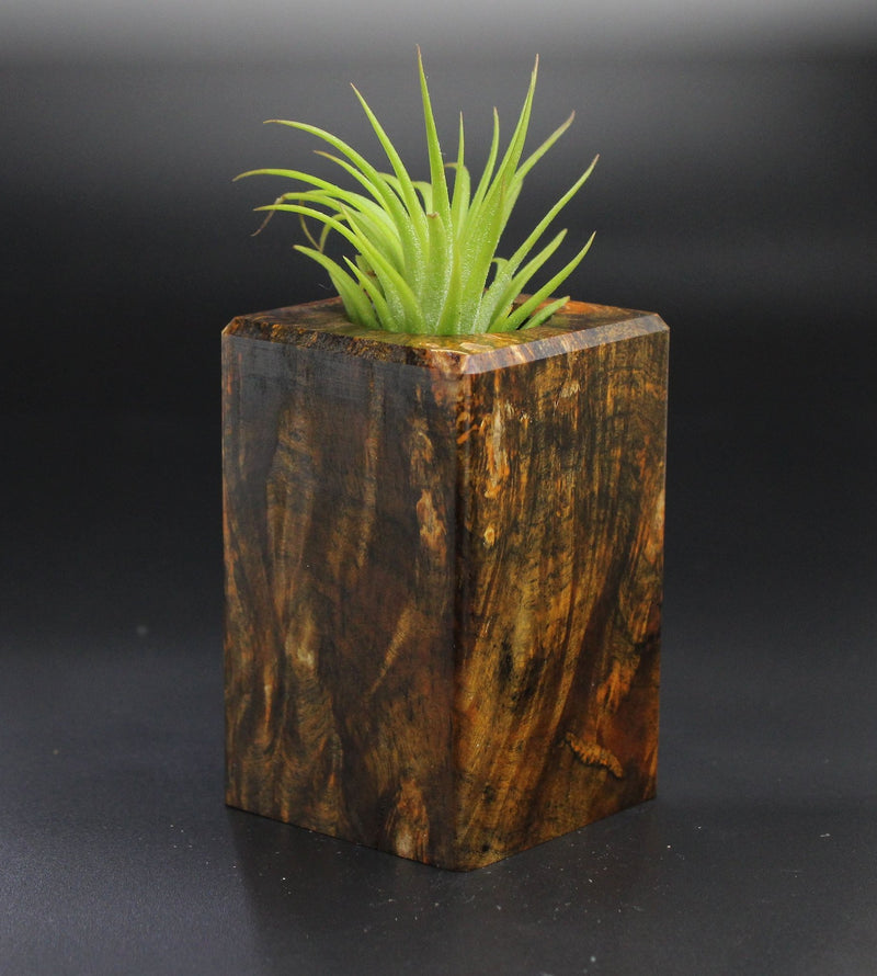 Wood Burl  Air Plant Holder - Cheryl (Wood Burl, 701308)