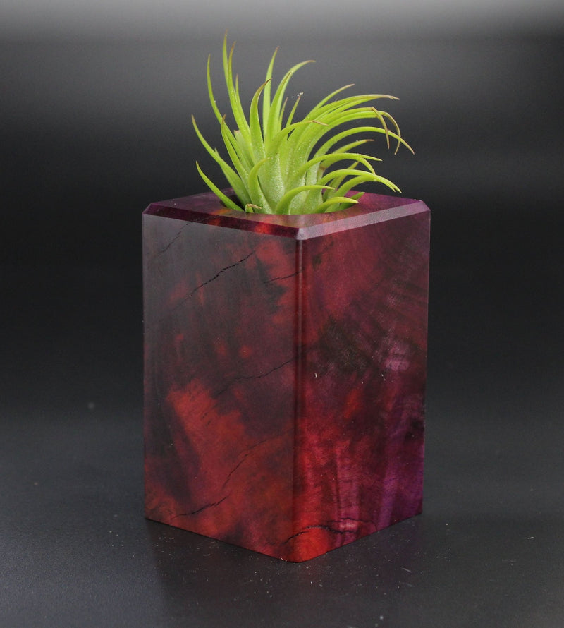Wood Burl  Air Plant Holder - Kaden (Wood Burl, 701309)