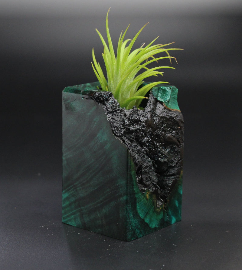 Wood Burl  Air Plant Holder - Perry (Wood Burl, 701311)