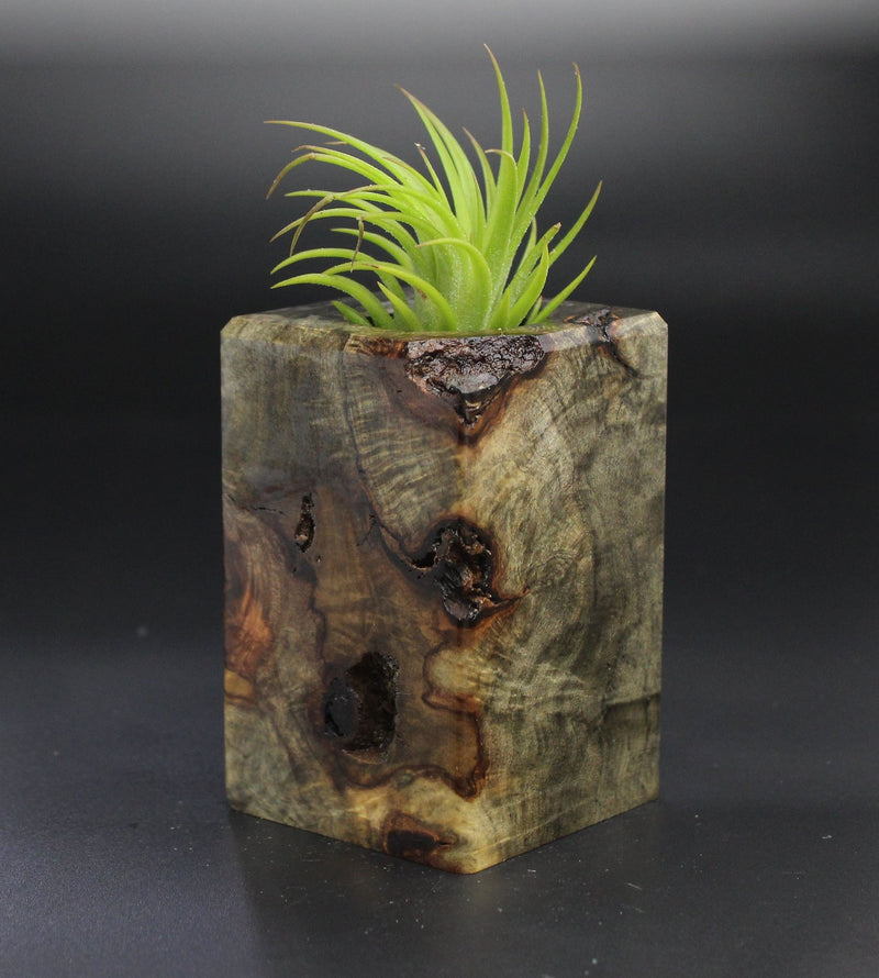 Wood Burl  Air Plant Holder - Amie (Wood Burl, 701312)