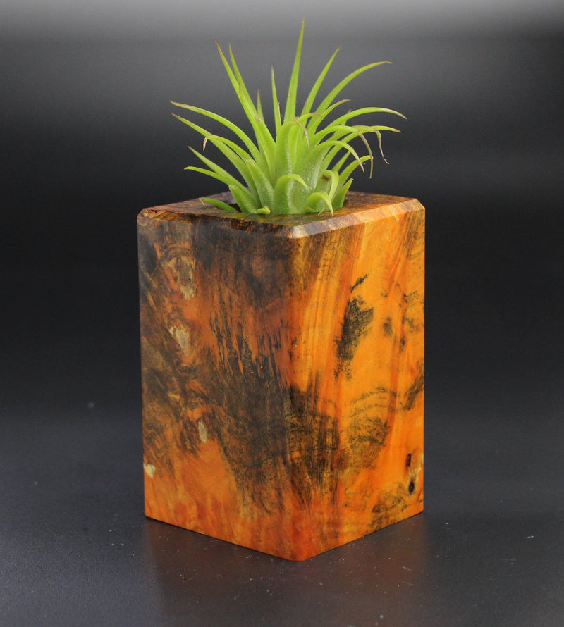 Wood Burl  Air Plant Holder - Melba (Wood Burl, 701313)