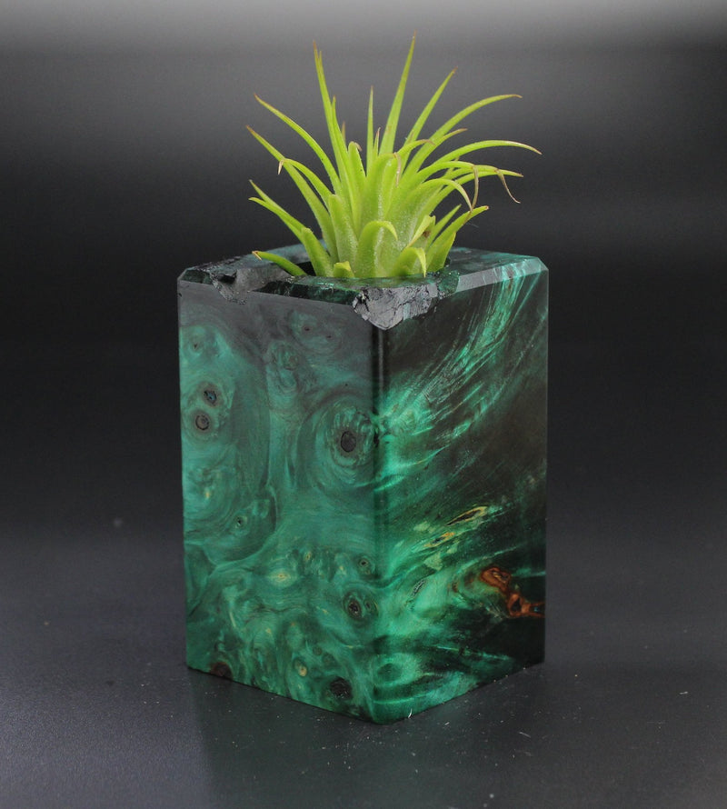 Wood Burl  Air Plant Holder - Jeffrey (Wood Burl, 701314)