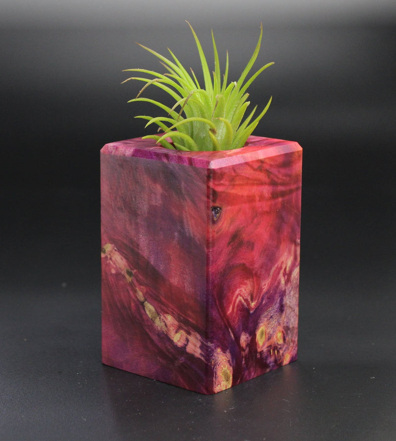 Wood Burl  Air Plant Holder - Cory (Wood Burl, 701315)