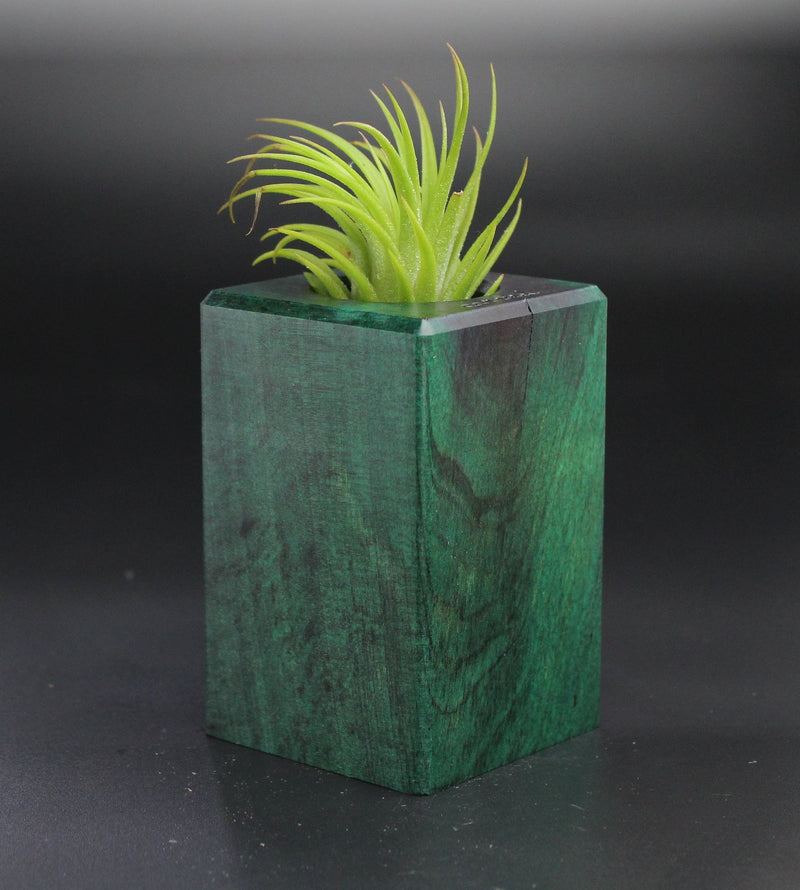 Wood Burl  Air Plant Holder - Juan (Wood Burl, 701316)