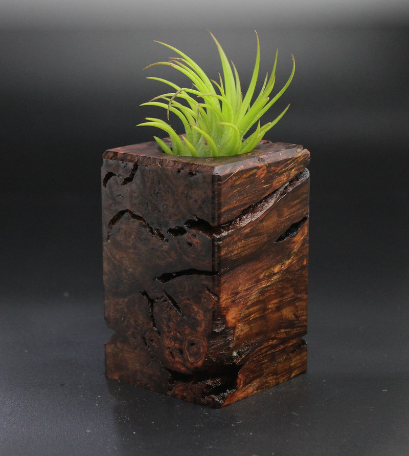 Wood Burl  Air Plant Holder - Joanna (Wood Burl, 701317)