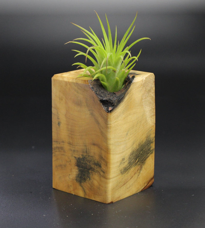 Wood Burl  Air Plant Holder - Athena (Wood Burl, 701323)