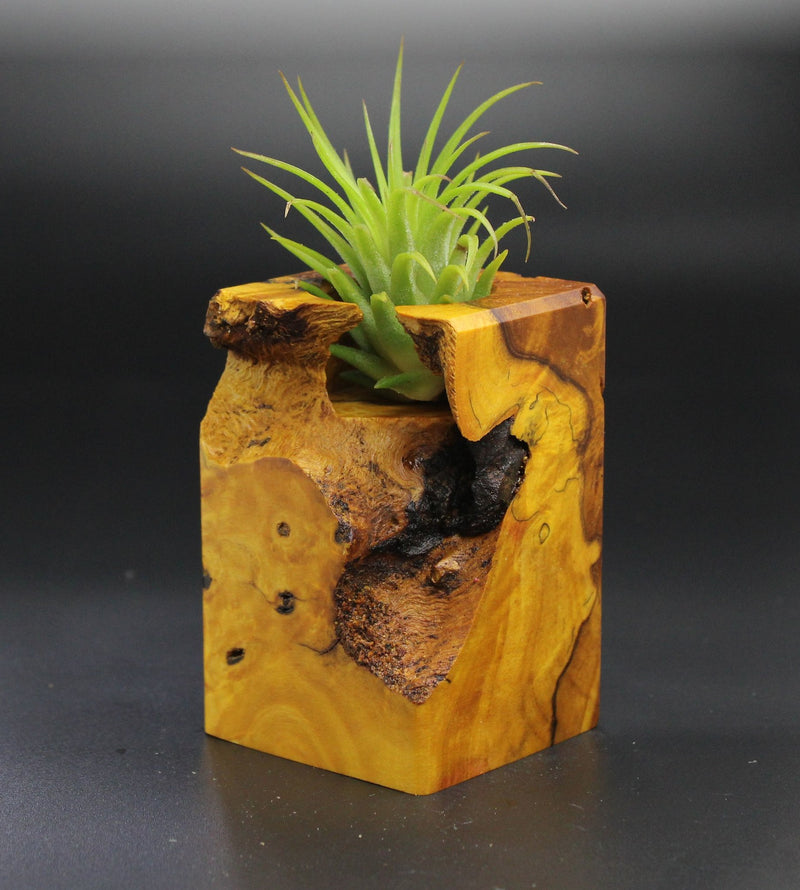 Wood Burl  Air Plant Holder - Mitchell (Wood Burl, 701324)
