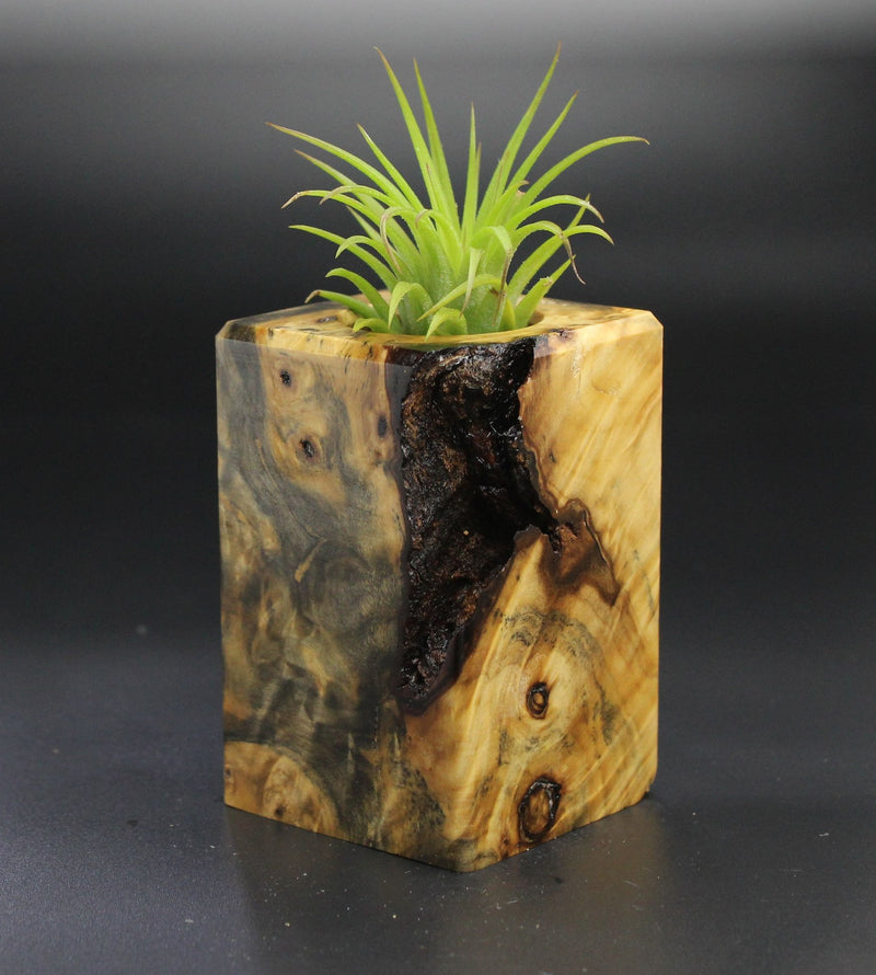 Wood Burl  Air Plant Holder - Abigail (Wood Burl, 701325)