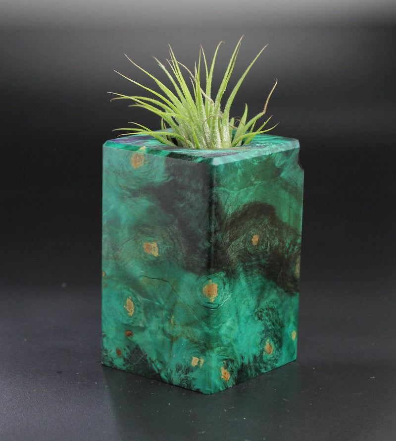 Wood Burl  Air Plant Holder - Leslie (Wood Burl, 701328)