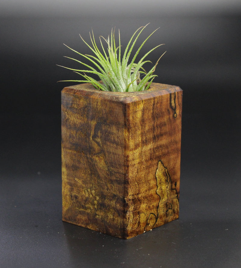Wood Burl  Air Plant Holder - Romeo (Wood Burl, 701329)