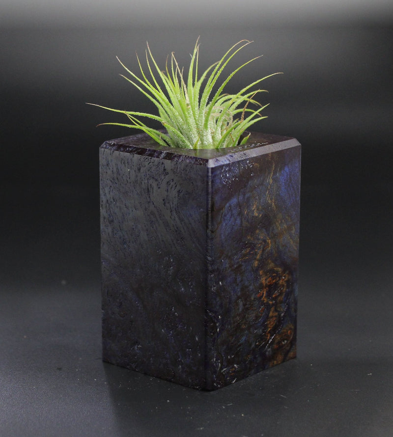 Wood Burl  Air Plant Holder - Sharon (Wood Burl, 701330)
