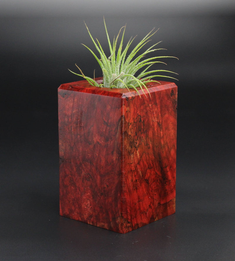 Wood Burl  Air Plant Holder - Mauricio (Wood Burl, 701332)