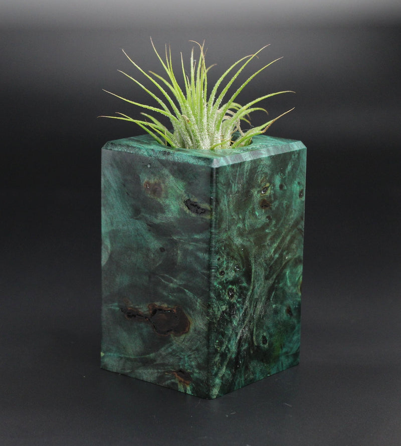 Wood Burl  Air Plant Holder - Emerson (Wood Burl, 701333)