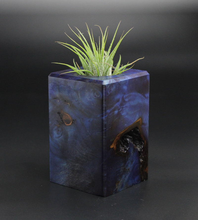 Wood Burl  Air Plant Holder - Donovan (Wood Burl, 701334)