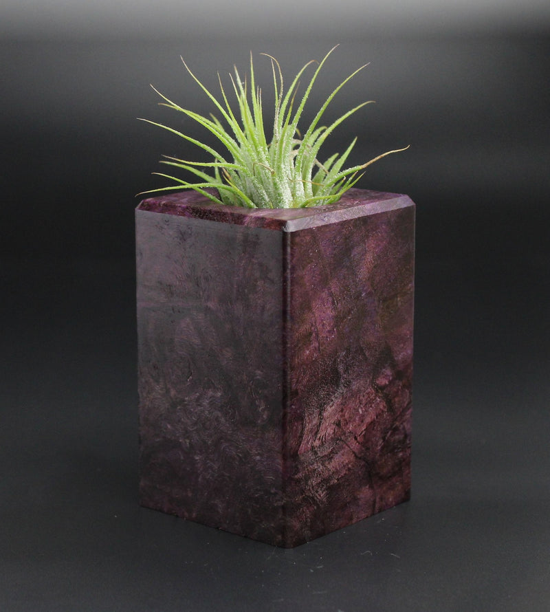 Wood Burl  Air Plant Holder - Josephine (Wood Burl, 701335)