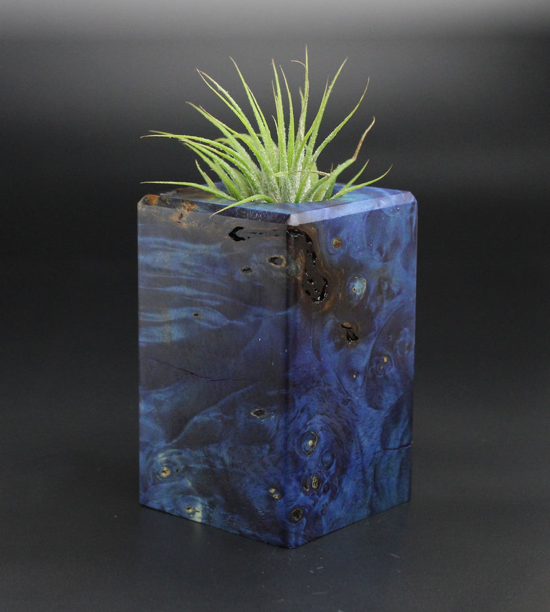 Wood Burl  Air Plant Holder - Ross (Wood Burl, 701336)
