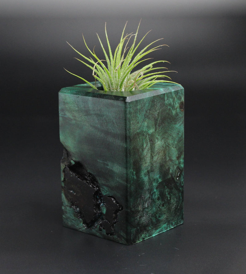 Wood Burl  Air Plant Holder - Kellen (Wood Burl, 701337)