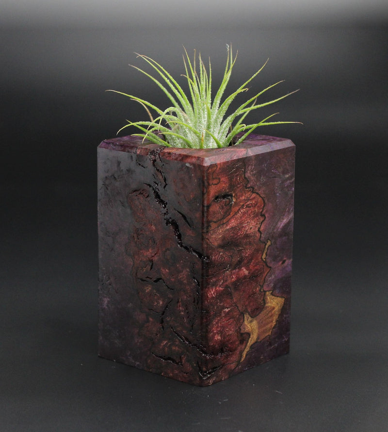 Wood Burl  Air Plant Holder - Holly (Wood Burl, 701338)