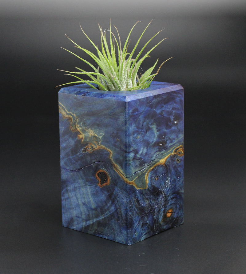 Wood Burl  Air Plant Holder - Adalyn (Wood Burl, 701339)