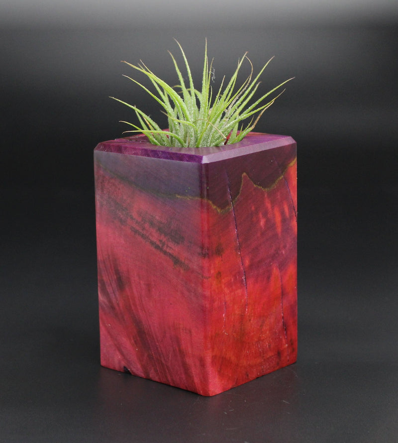 Wood Burl  Air Plant Holder - Elaine (Wood Burl, 701340)