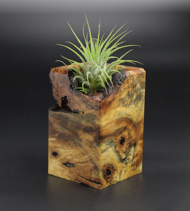 Wood Burl  Air Plant Holder - Carmen (Wood Burl, 701341)