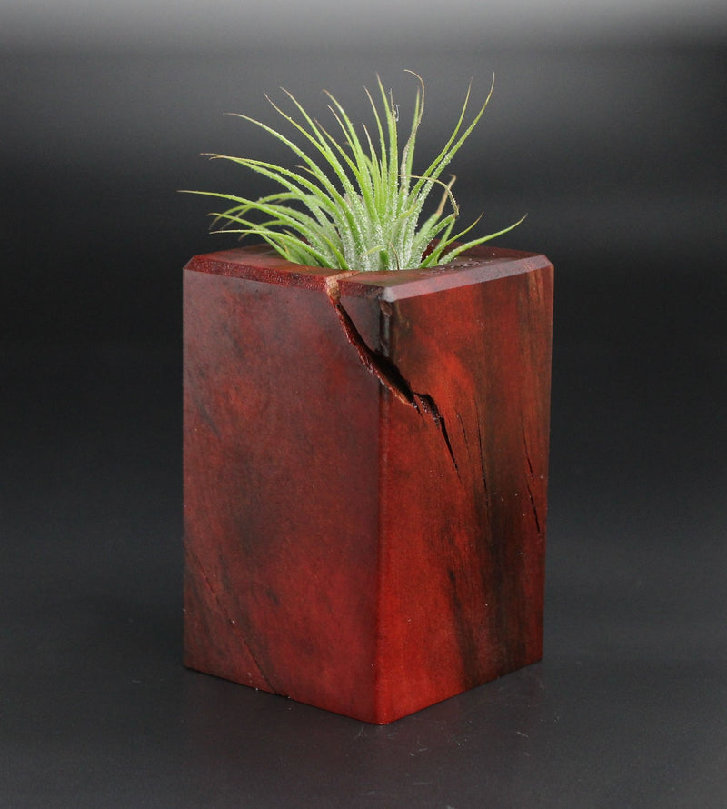 Wood Burl  Air Plant Holder - Dexter (Wood Burl, 701342)