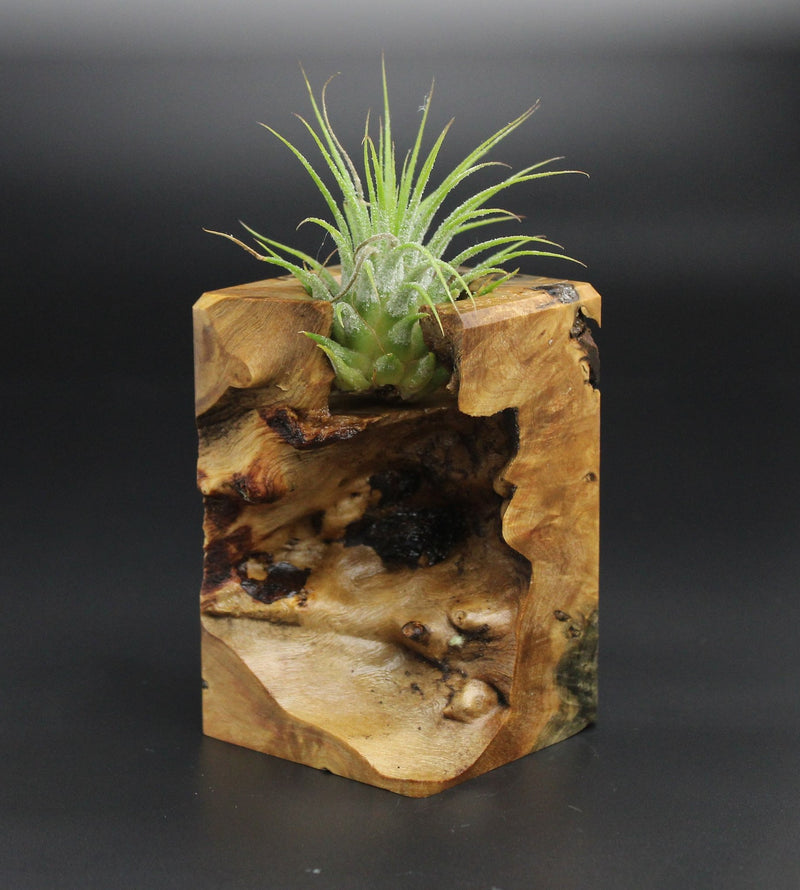 Wood Burl  Air Plant Holder - Zachary (Wood Burl, 701343)