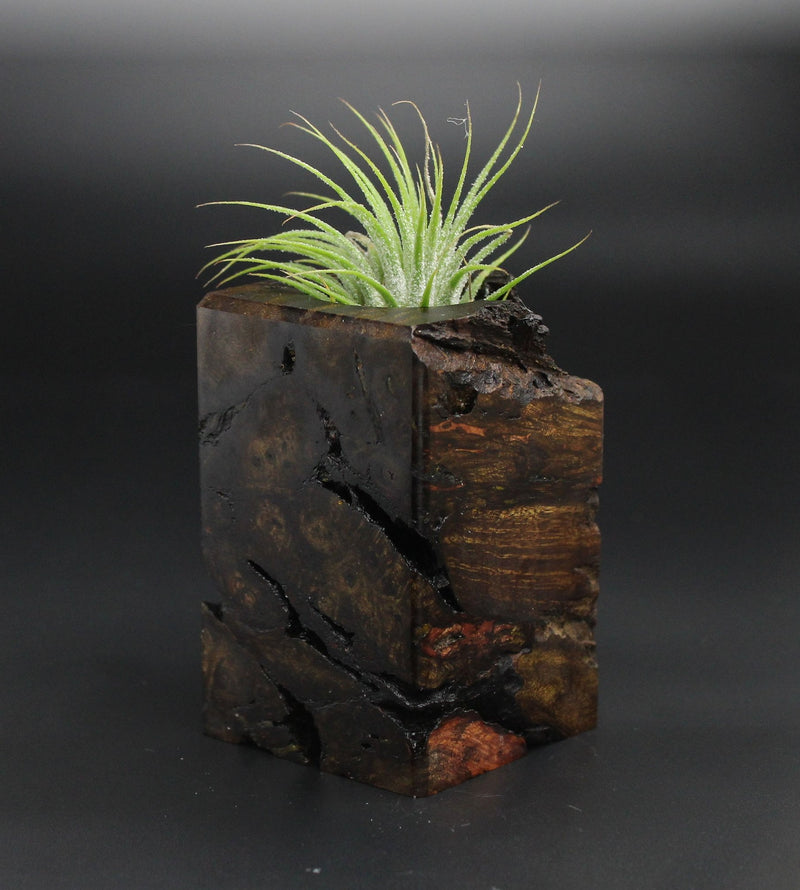 Wood Burl  Air Plant Holder - Lyle (Wood Burl, 701344)