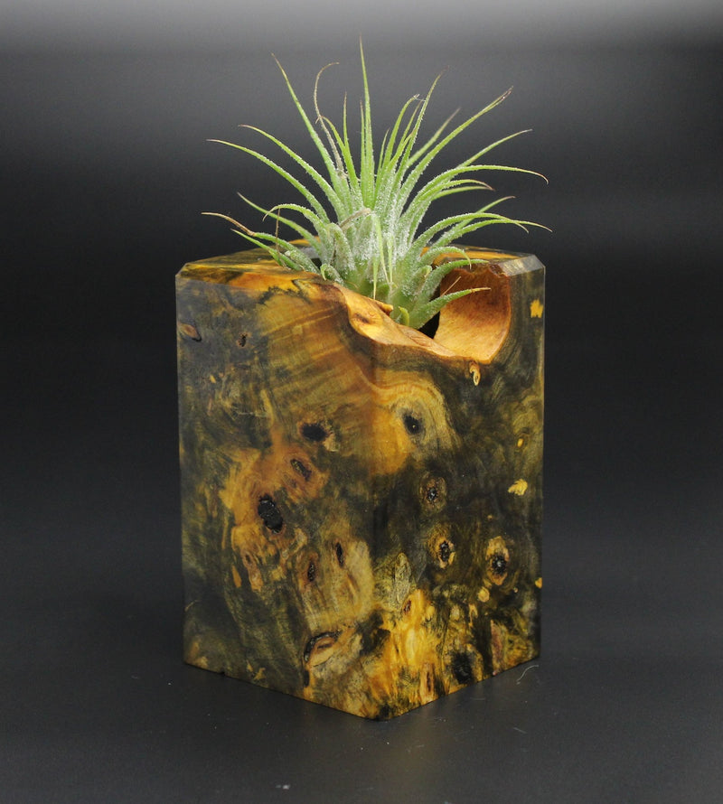 Wood Burl  Air Plant Holder - George (Wood Burl, 701345)