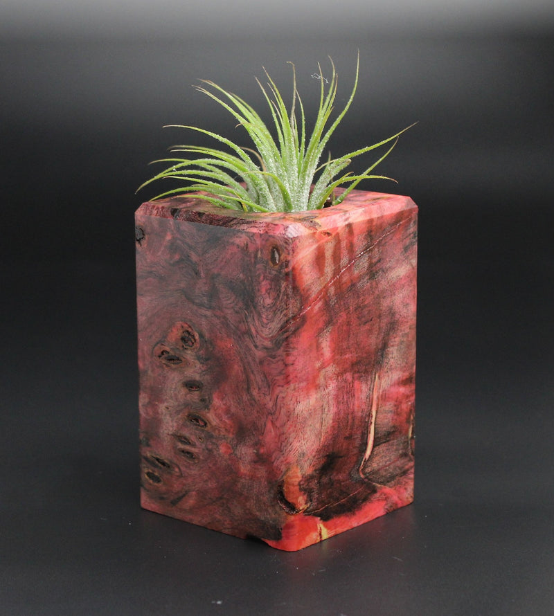 Wood Burl  Air Plant Holder - Nicolette (Wood Burl, 701346)