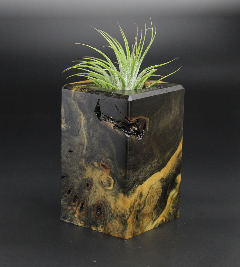 Wood Burl  Air Plant Holder - Aylin (Wood Burl, 701347)