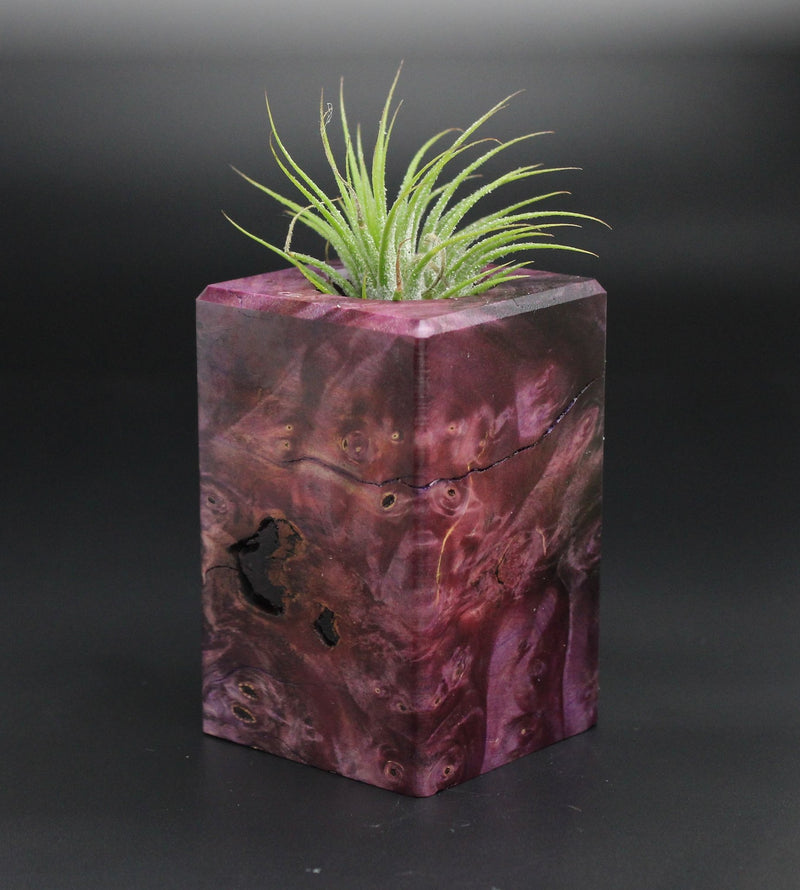 Wood Burl  Air Plant Holder - Journey (Wood Burl, 701348)