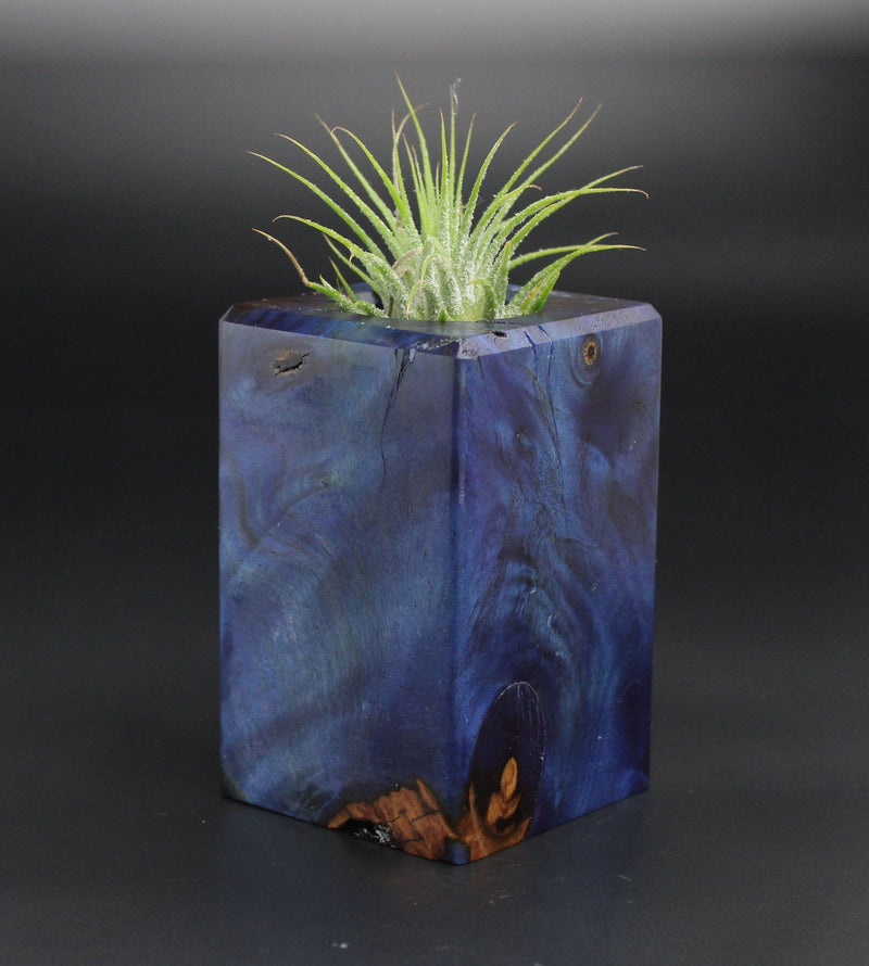 Wood Burl  Air Plant Holder - Tierra (Wood Burl, 701349)