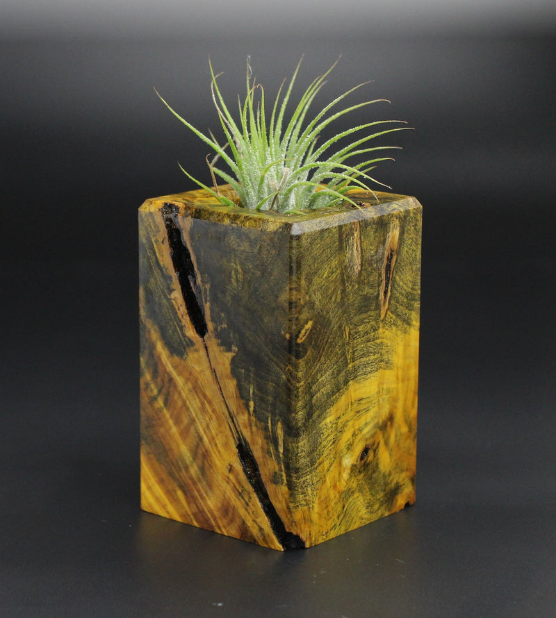 Wood Burl  Air Plant Holder - Christine (Wood Burl, 701350)