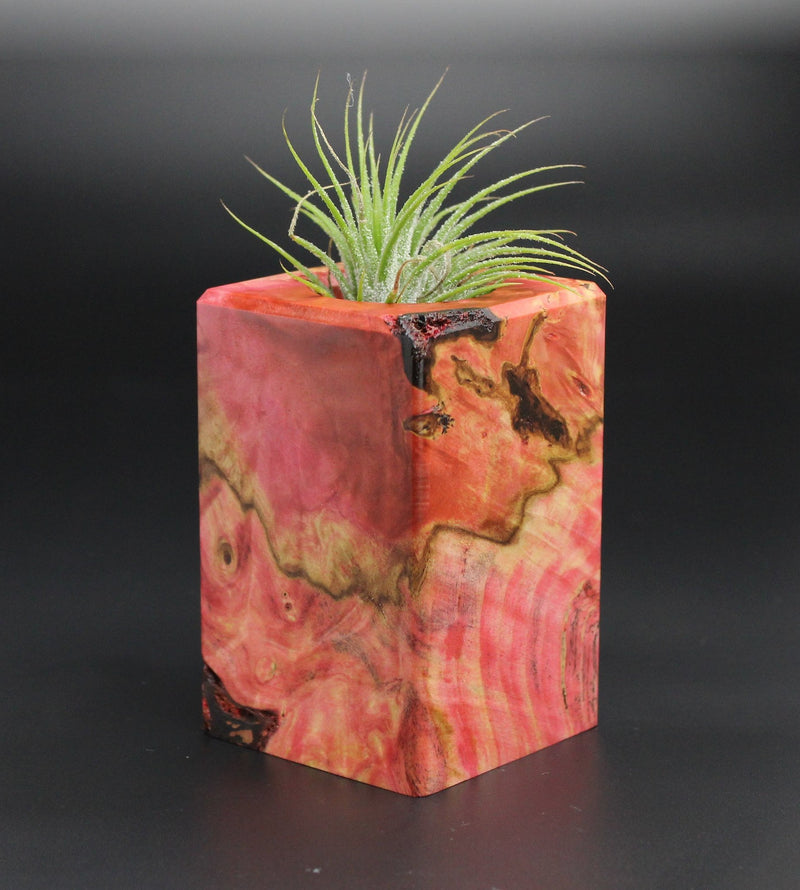 Wood Burl  Air Plant Holder - Isaac (Wood Burl, 701351)
