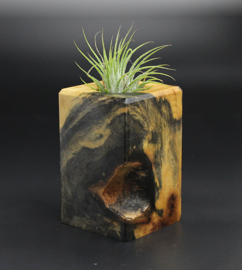 Wood Burl  Air Plant Holder - Axel (Wood Burl, 701352)