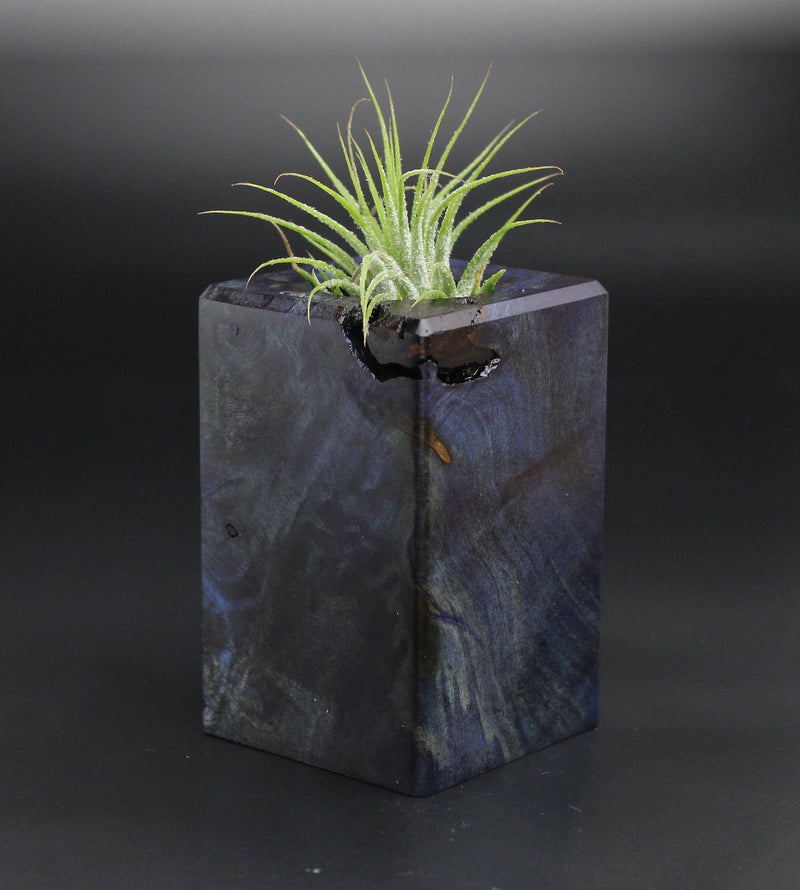 Wood Burl  Air Plant Holder - Tamara (Wood Burl, 701353)