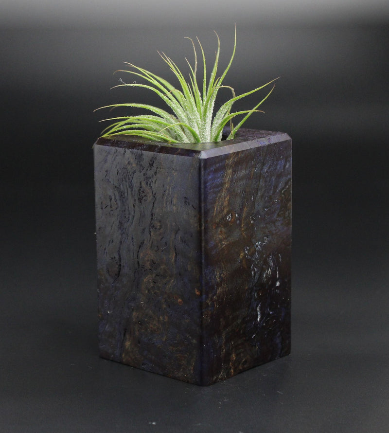 Wood Burl  Air Plant Holder - Carroll (Wood Burl, 701354)