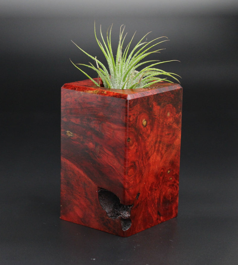 Wood Burl  Air Plant Holder - Annika (Wood Burl, 701355)