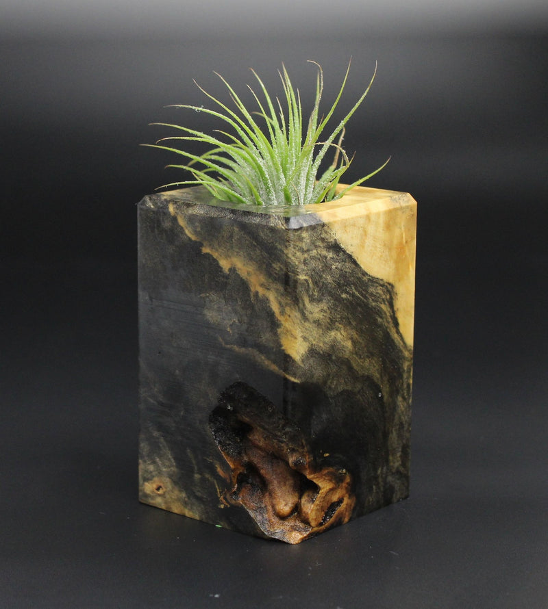 Wood Burl  Air Plant Holder - Terri (Wood Burl, 701356)