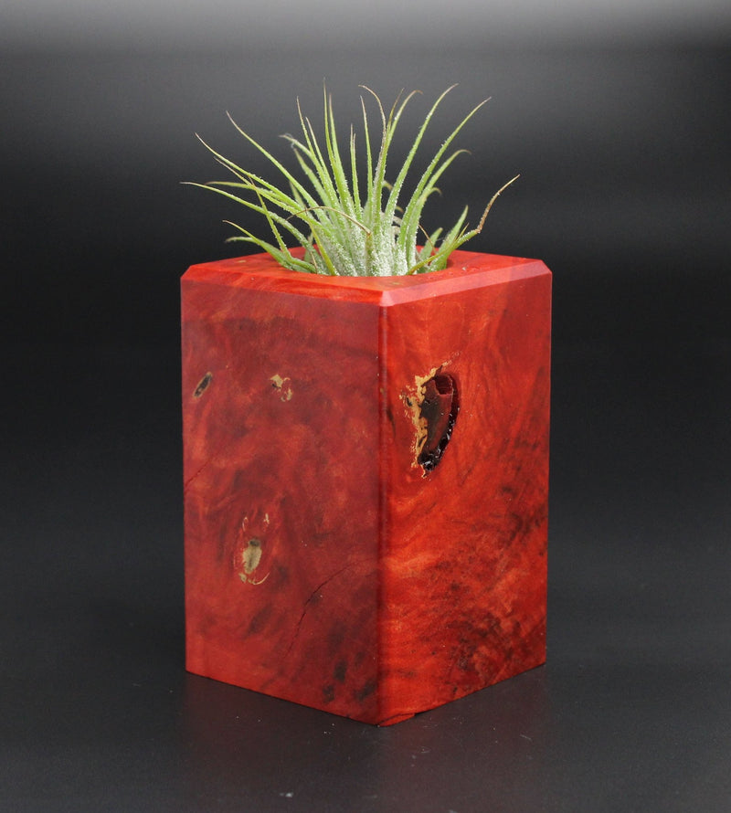 Wood Burl  Air Plant Holder - Margot (Wood Burl, 701357)