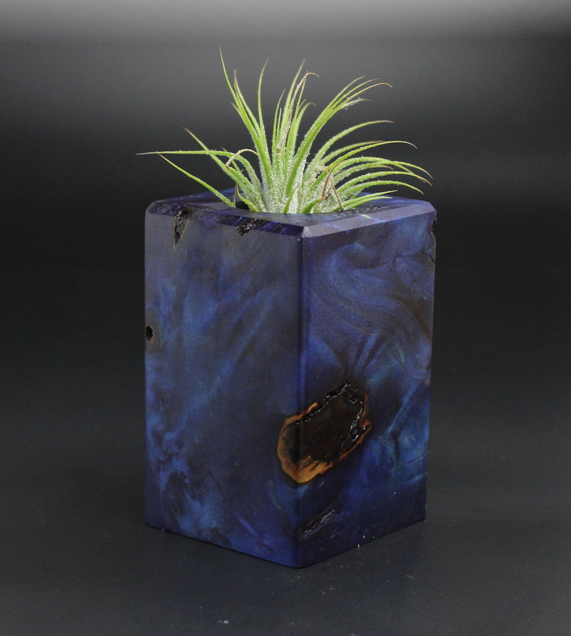 Wood Burl  Air Plant Holder - Nina (Wood Burl, 701359)