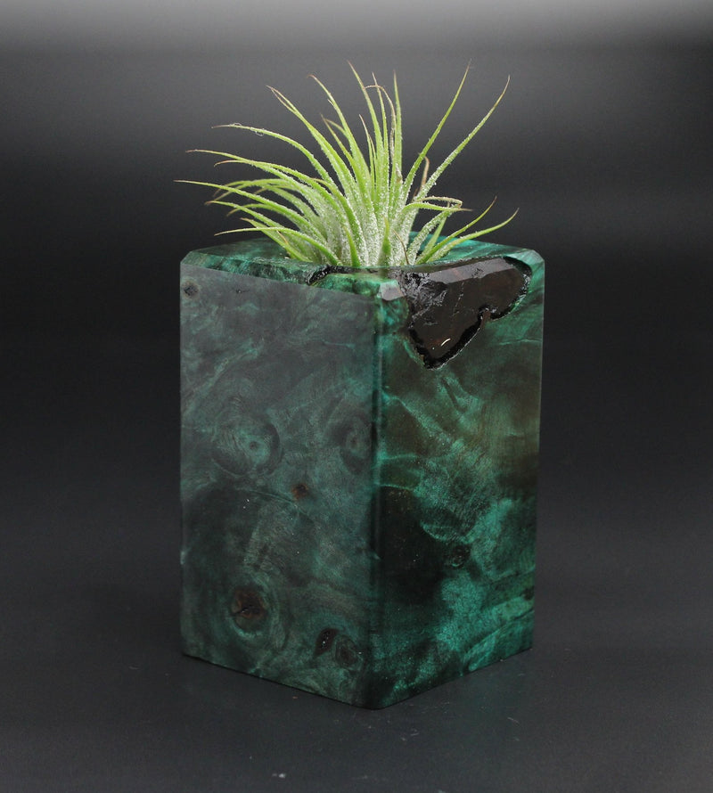 Wood Burl  Air Plant Holder - Quinton (Wood Burl, 701360)