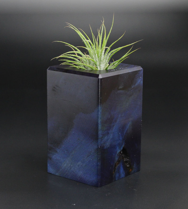 Wood Burl  Air Plant Holder - Farrah (Wood Burl, 701361)