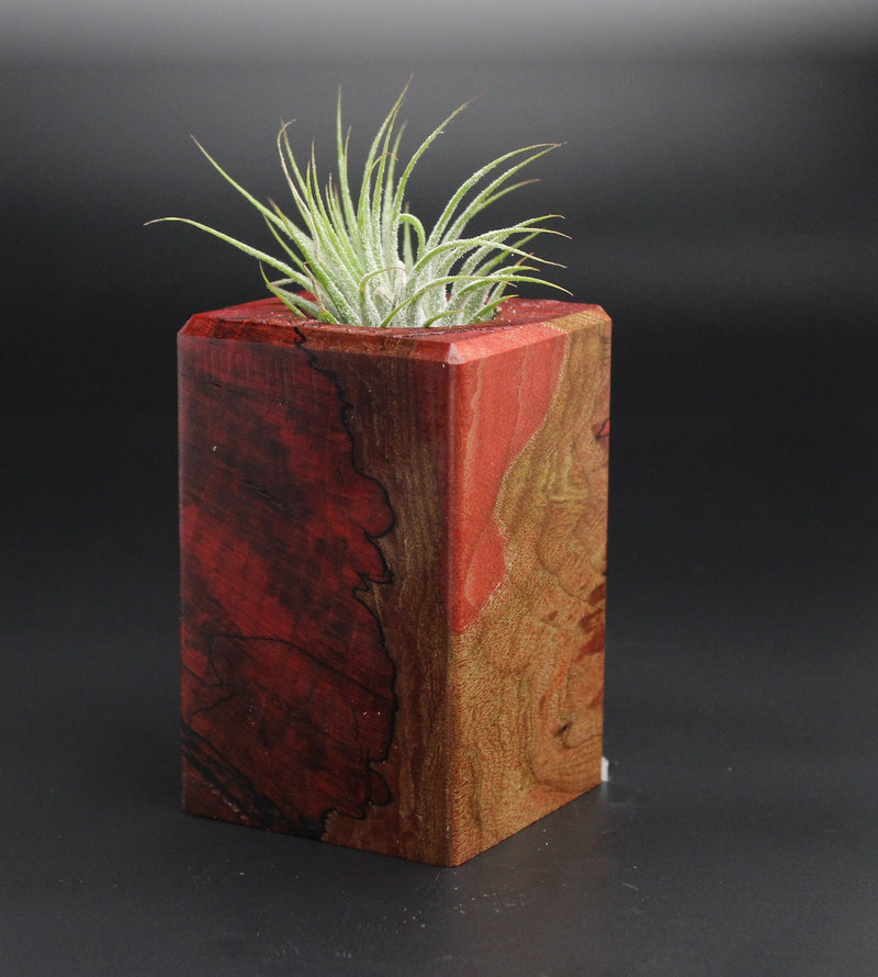 Wood Burl  Air Plant Holder - Kash (Wood Burl, 701371)